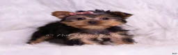 Yorkshire Terrier dogs for sale: Tiny Tina - Ad 2