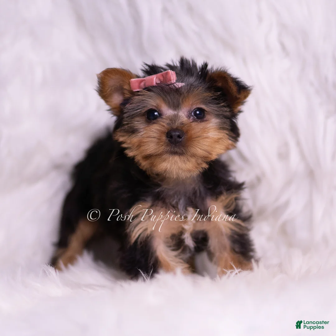 Yorkshire Terrier dogs for sale: Tiny Tina - Ad 2