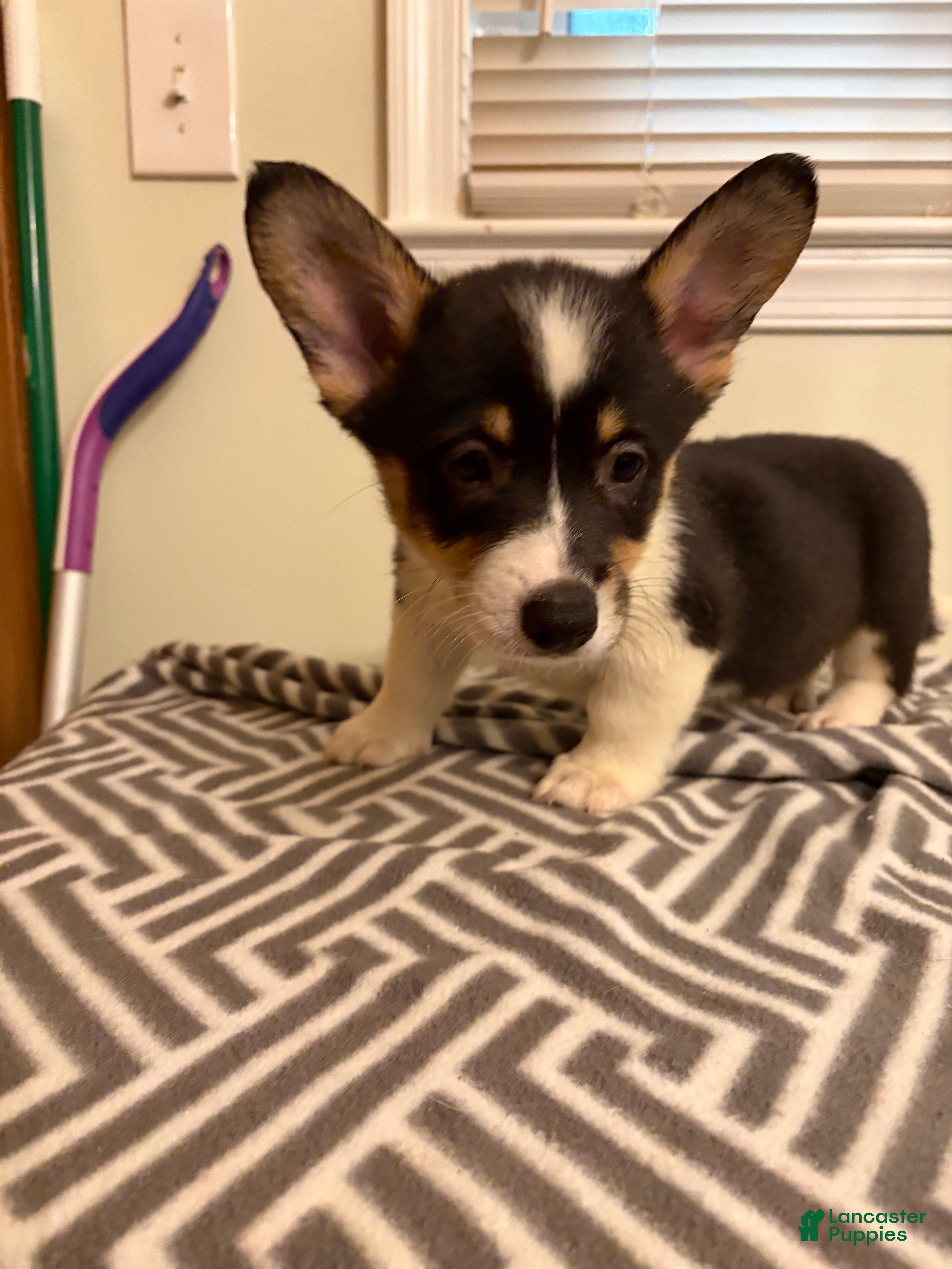 Welsh Corgi Pembroke dogs Richie - Ad 15