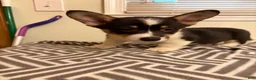 Welsh Corgi Pembroke dogs for sale: Richie - Ad 1
