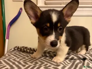 Welsh Corgi Pembroke dogs Richie - Ad 15