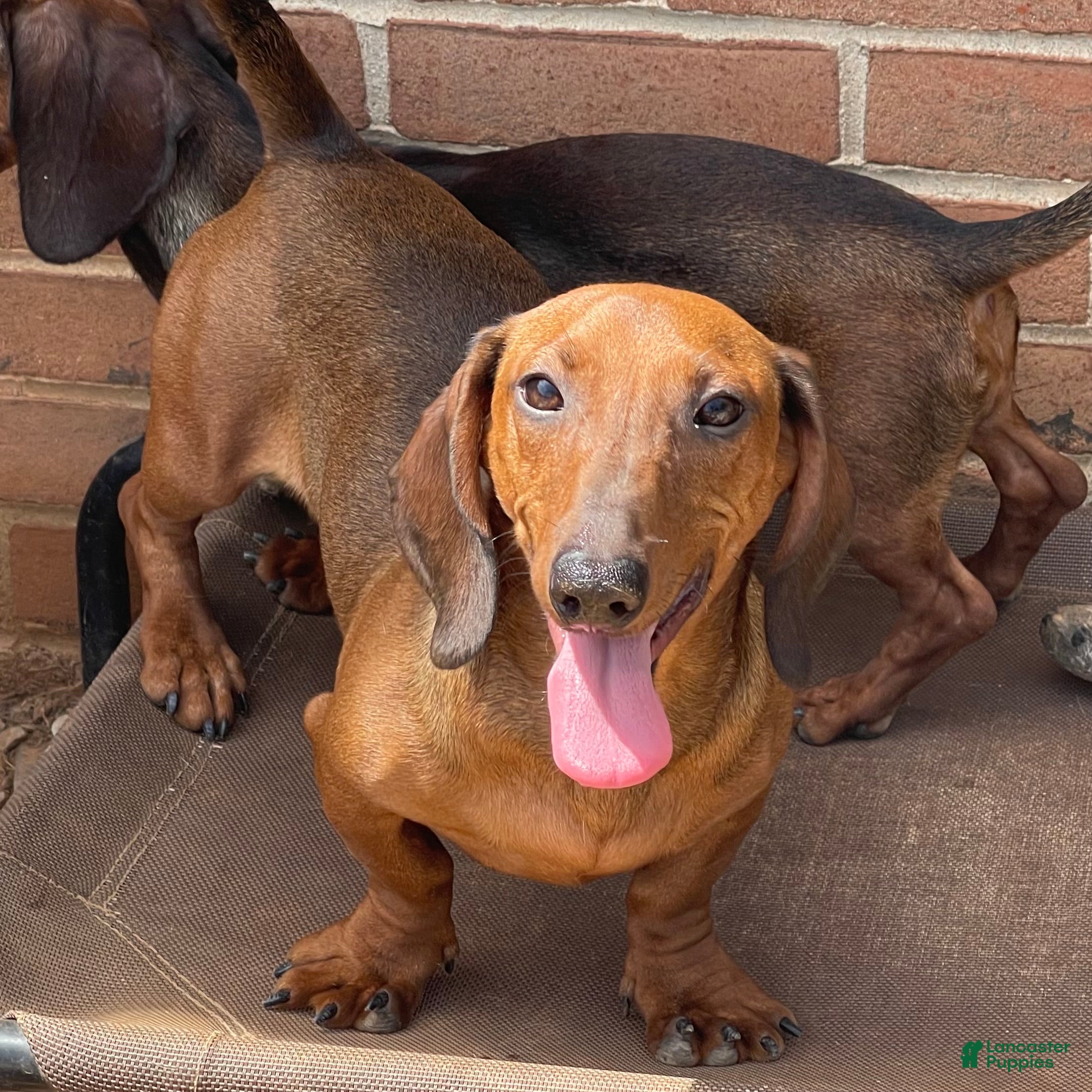 Dachshund dogs Greta - Ad 41