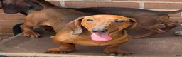 Dachshund dogs for sale: Greta - Ad 4