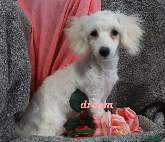 Bichpoo dogs Emmy - Ad 2