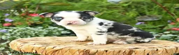 Boston Terrier dogs for sale: Archie - Ad 3