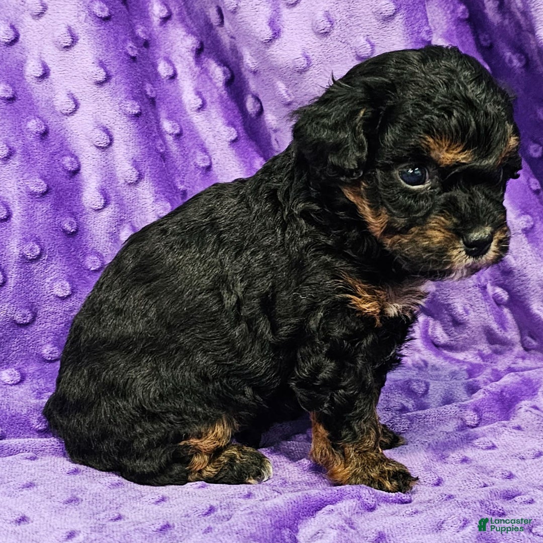 Mixed Breed dogs for sale: Davis - Ad 4