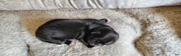 Shih Tzu dogs for sale: Shih Tzu Puppy 2 - Ad 5
