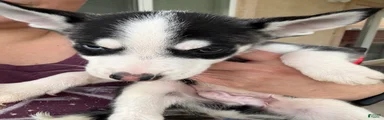 Pitsky 3