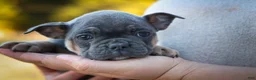 Frenchton dogs for sale: Paris 🎀 - Ad 13