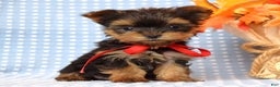 Yorkshire Terrier dogs for sale: Cooper - Ad 5
