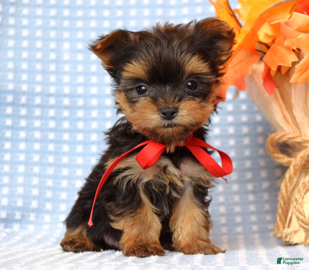 Yorkshire Terrier dogs for sale: Cooper - Ad 5