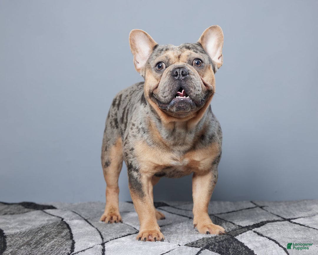 French Bulldog dogs for sale: Marco - Ad 13