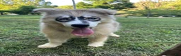 Siberian Husky dogs for sale: REYNA - Ad 3