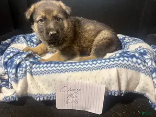 German Shepherd dogs for sale: German Shepherd Puppy 2 - Ad 4