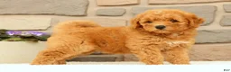 Mini Goldendoodle dogs for sale: Cora - Ad 6
