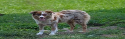 Australian Shepherd dogs for sale: Dustin - Ad 7