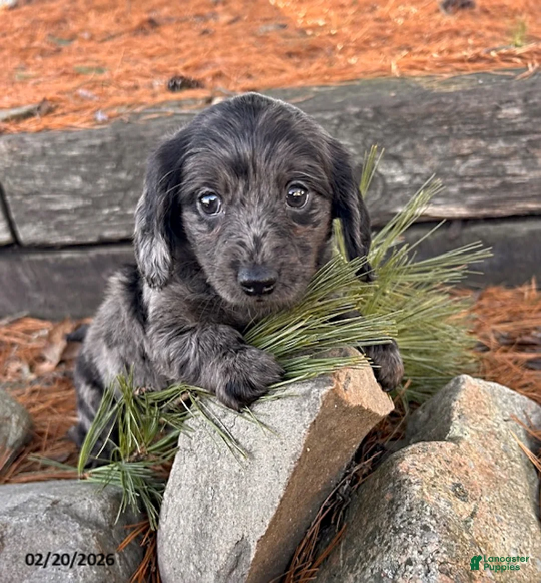 Miniature Dachshund dogs for sale: Opal - Ad 2
