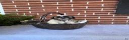 Shih Tzu dogs for sale: Parker - Ad 9