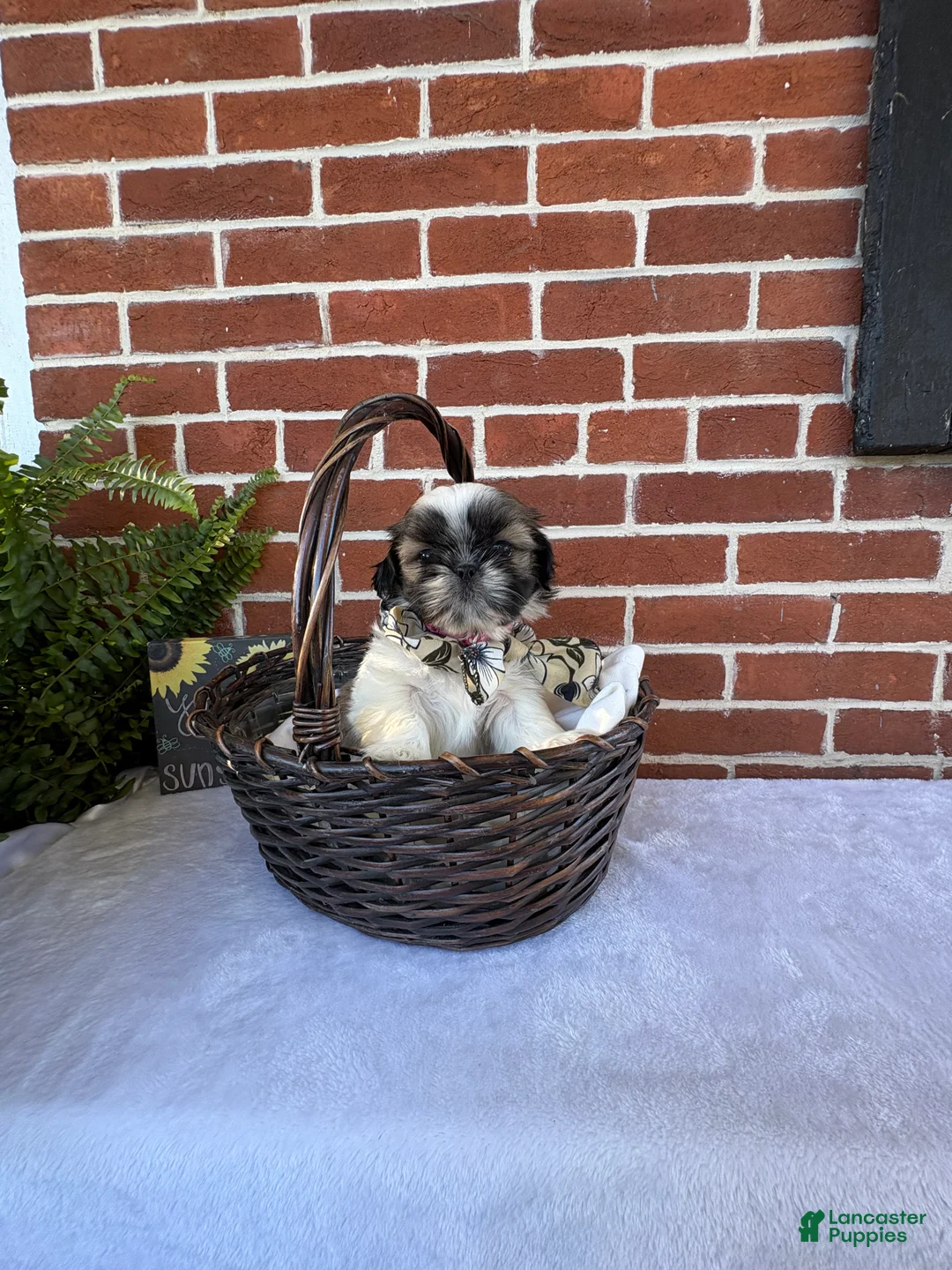 Shih Tzu dogs for sale: Parker - Ad 9