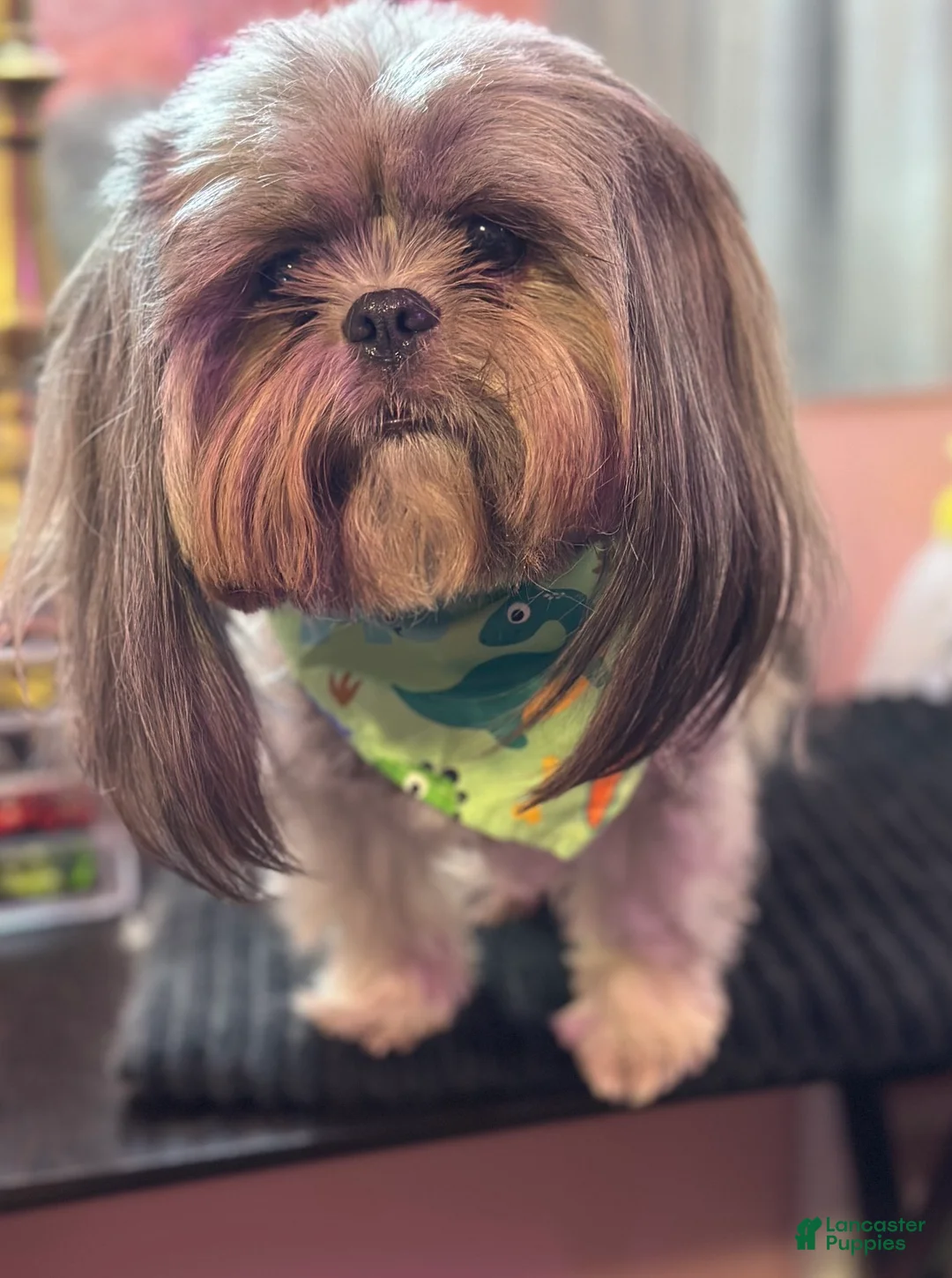 Shih Tzu dogs for stud: CKC&OFA Shih Tzu Stud - Ad 3