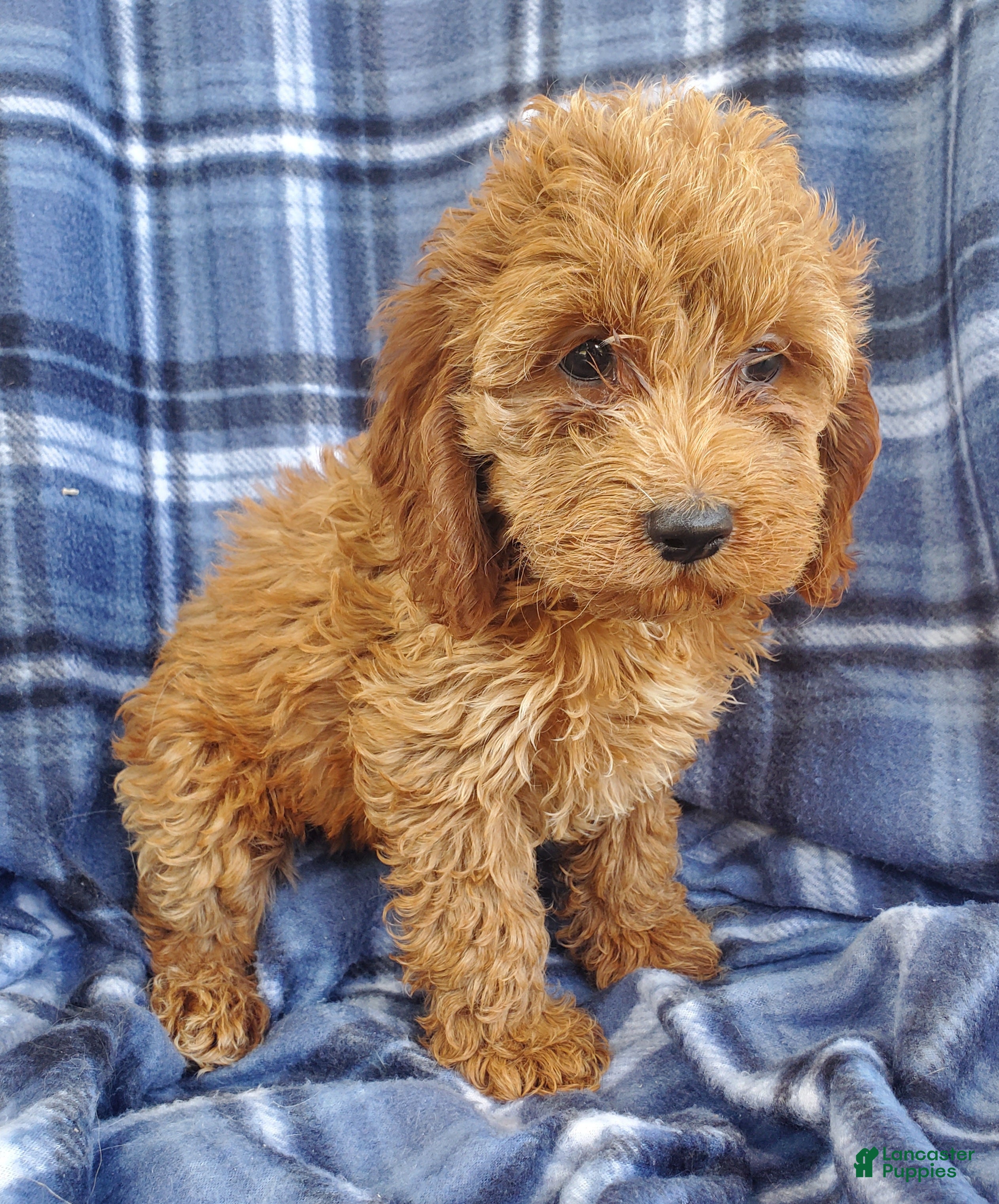 Cockapoo dogs Hazel - Ad 2