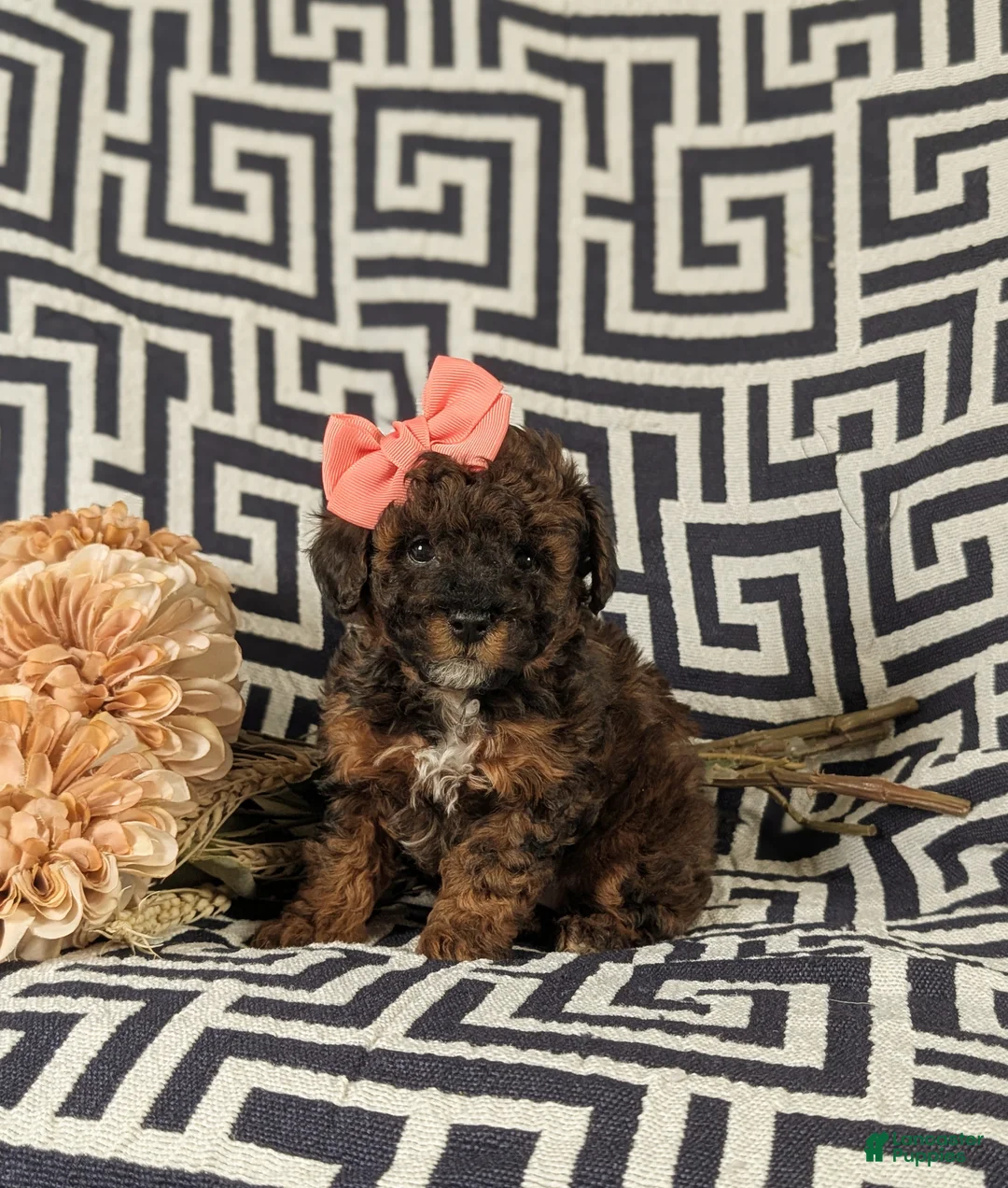 Lhasapoo dogs for sale: Kamille Hypoallergenic - Ad 1