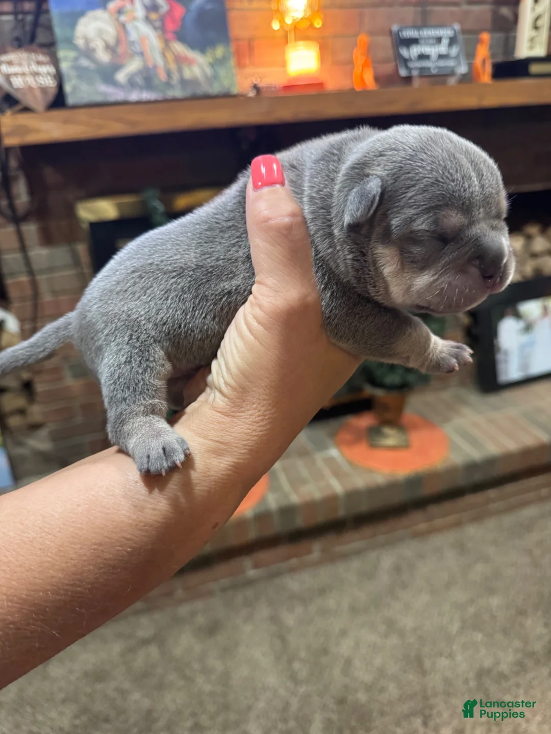 American Bully dogs for sale: American Bully Puppy 7 - Ad 1