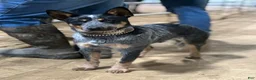 Australian Cattle Dog dogs for sale: Duke - Ad 10