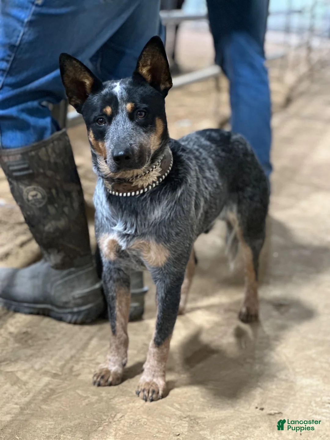 Australian Cattle Dog dogs for sale: Duke - Ad 10