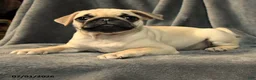 Pug dogs for sale: Lucy - Ad 4