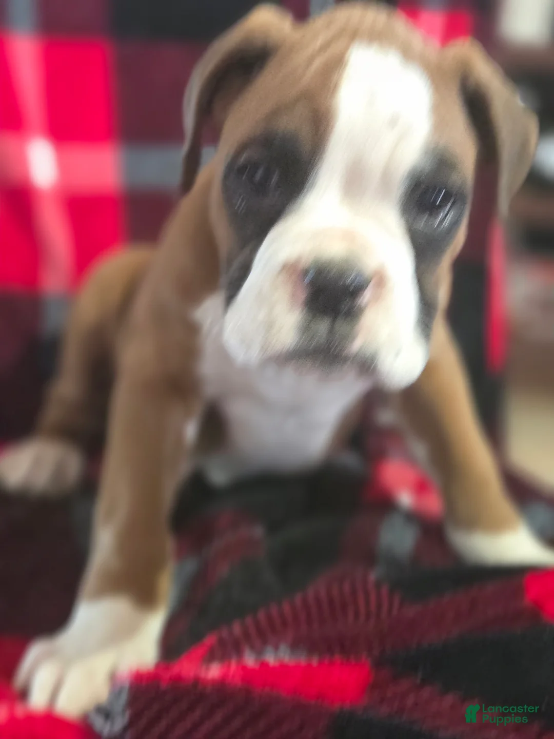 Boxer dogs for sale: Buddy - Ad 5