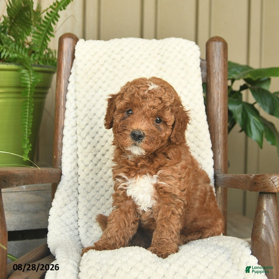 Mini Goldendoodle dogs for sale: Chloe  - Ad 4