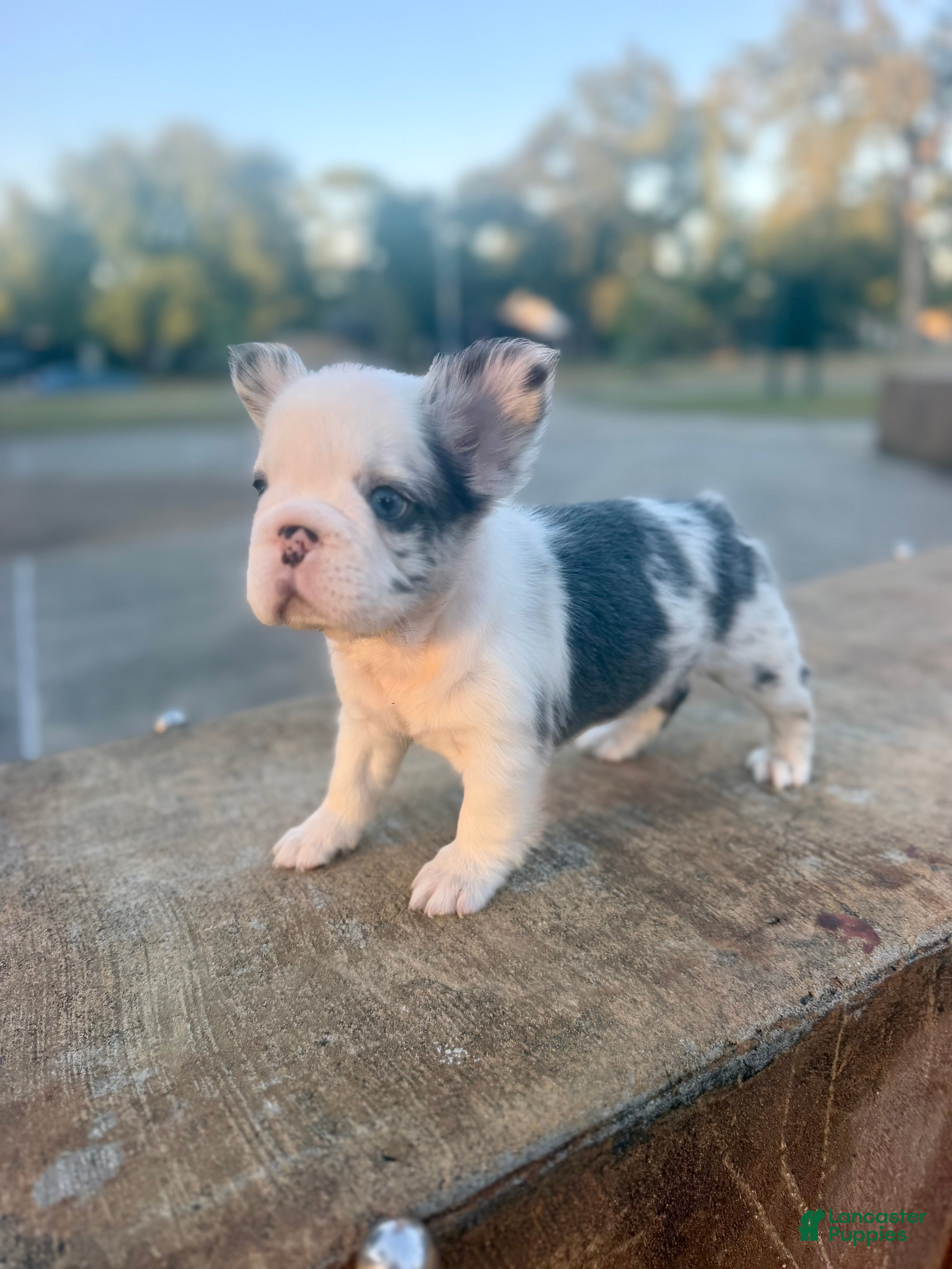 French Bulldog dogs Tiny - Ad 1