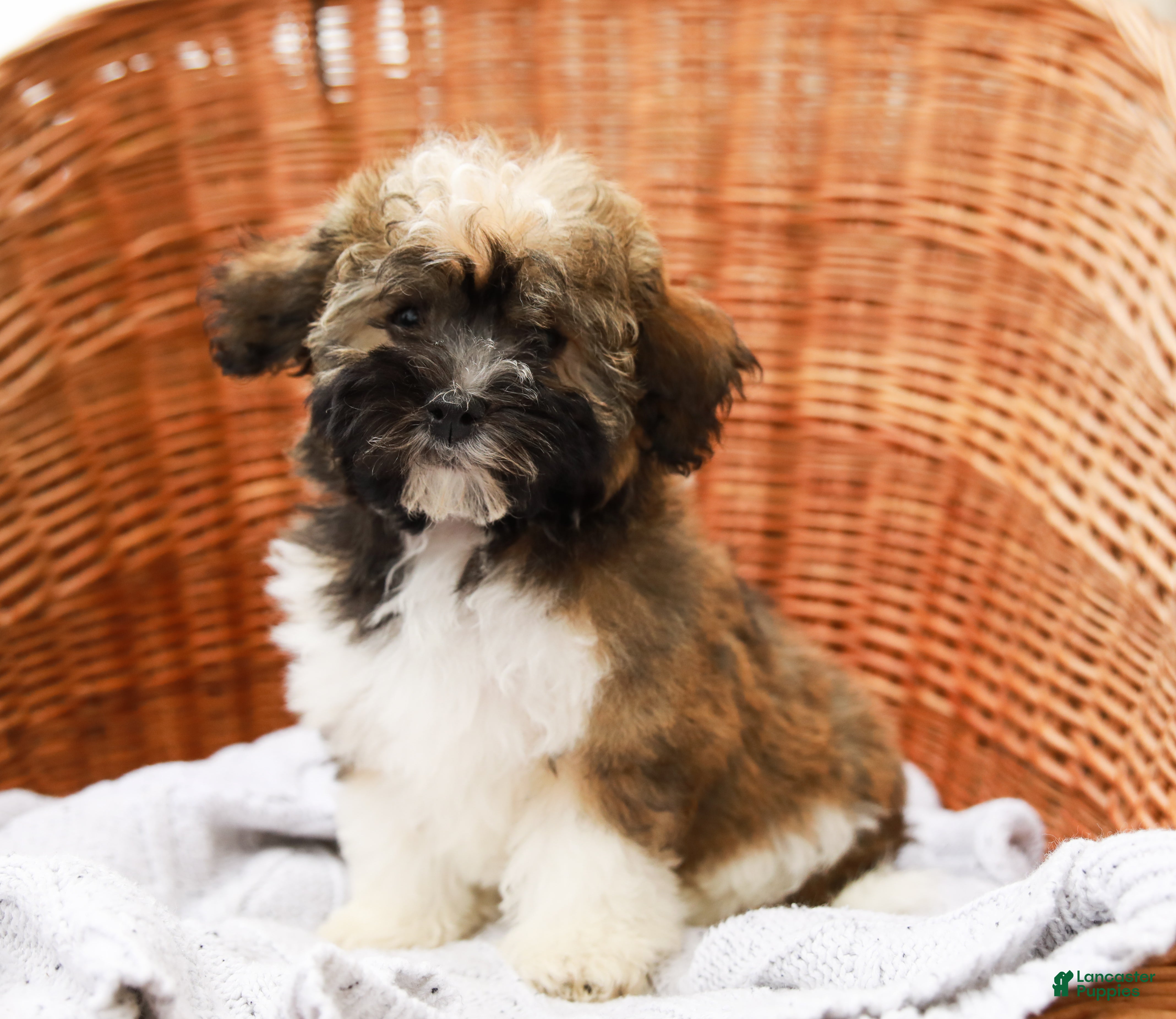 Havanese dogs Paisley (AKC)  - Ad 20