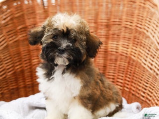 Havanese dogs Paisley (AKC) - Ad 11