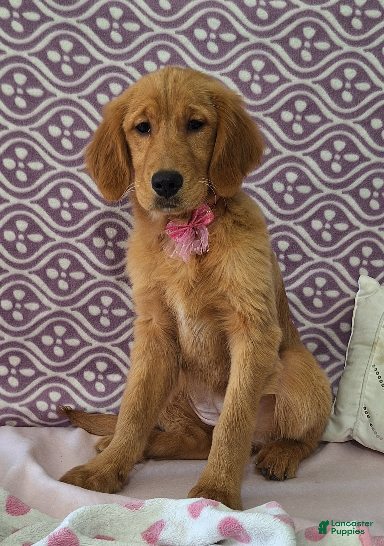 Golden Retriever dogs Brooklyn - Ad 1