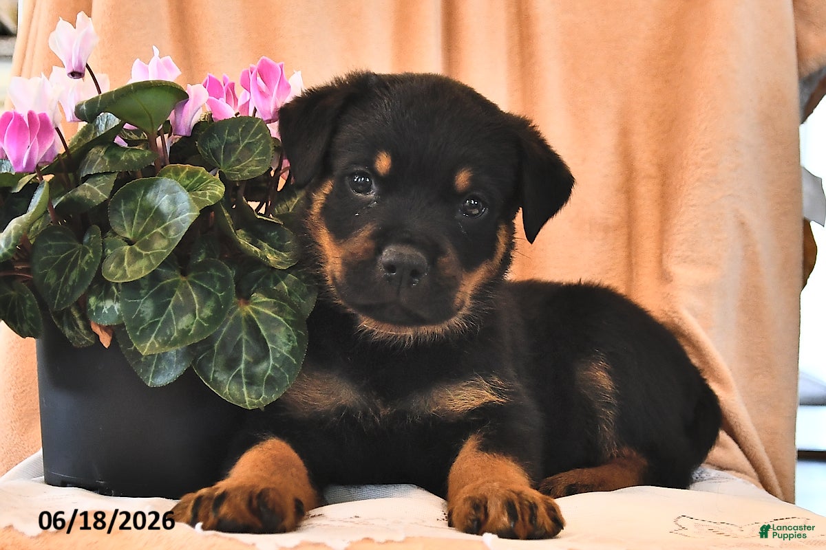 Rottweiler dogs Cowboy - Ad 1