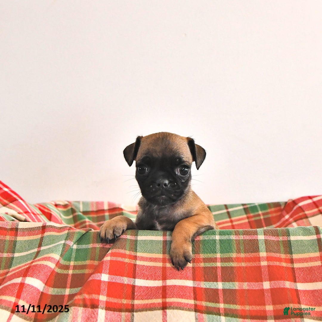 Jug dogs for sale: Mercy - Ad 1