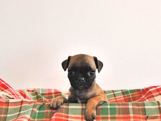 Jug dogs Mercy - Ad 3