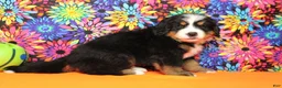 Bernese Mountain Dog dogs for sale: Heim  - Ad 7