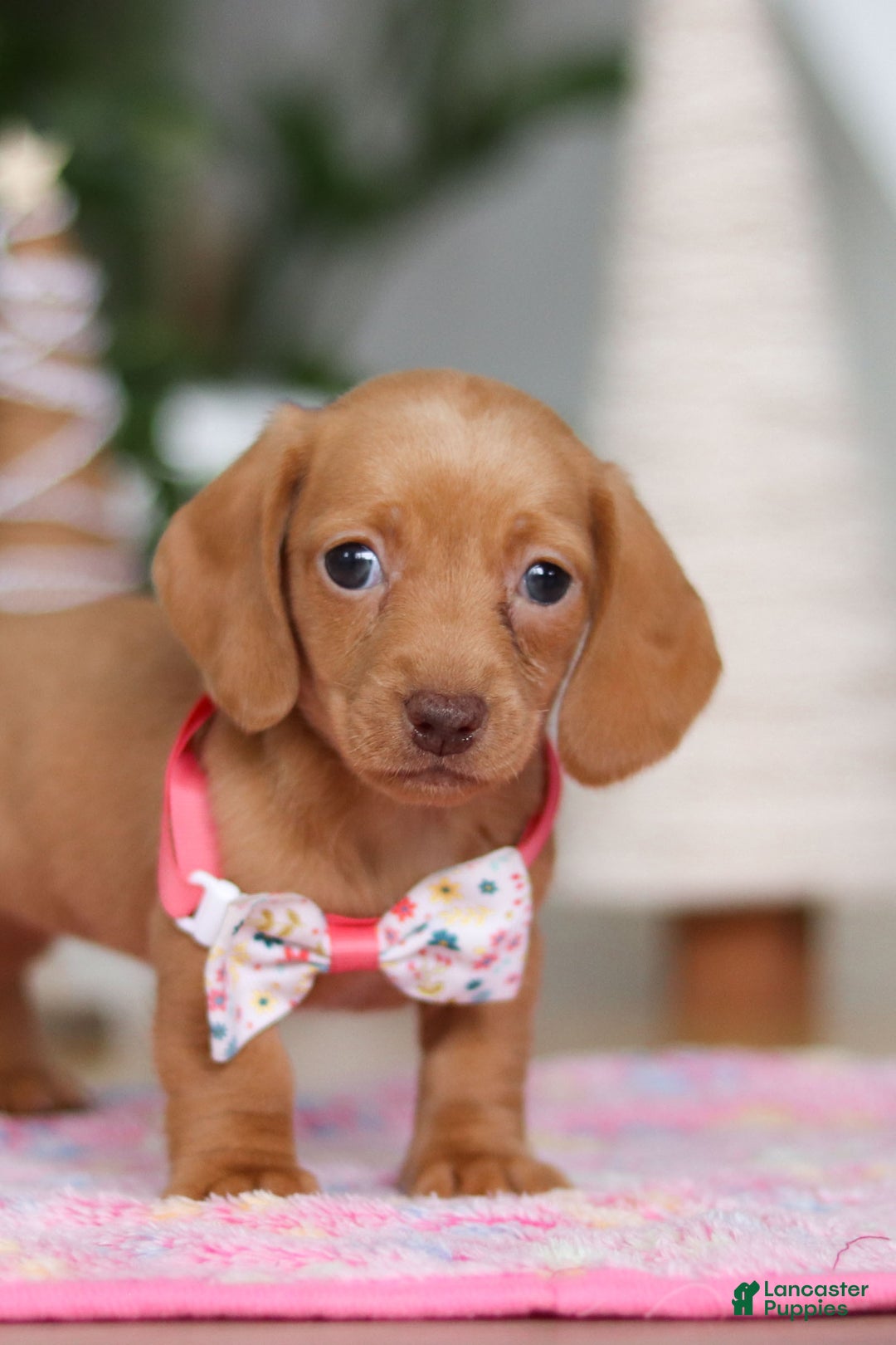 Miniature Dachshund dogs for sale: Beth - Ad 6