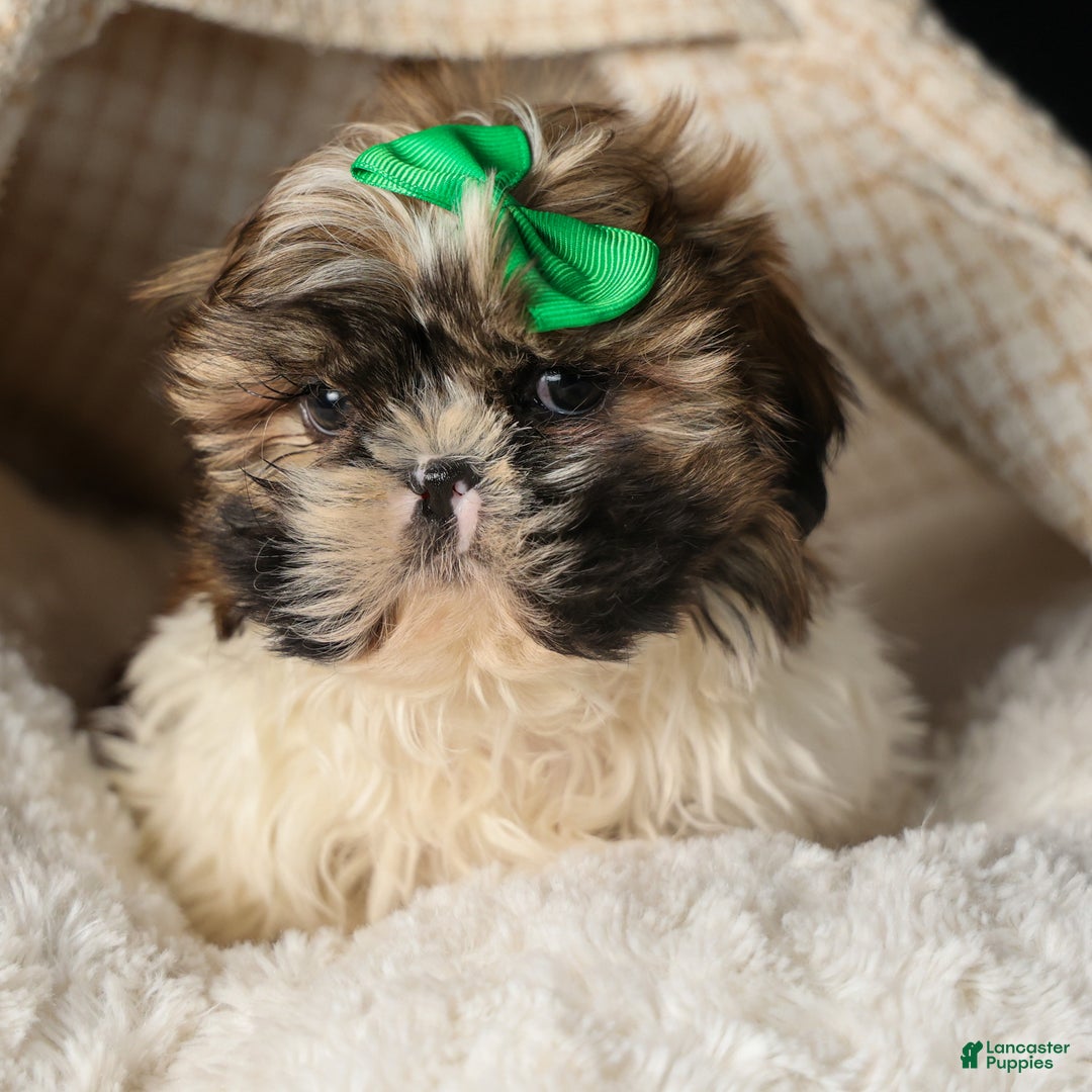 Shih Tzu dogs for sale: RUSTY - Ad 2