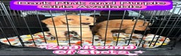 Golden Retriever dogs for sale: Golden Retriever Dark Pink Girl - Ad 57
