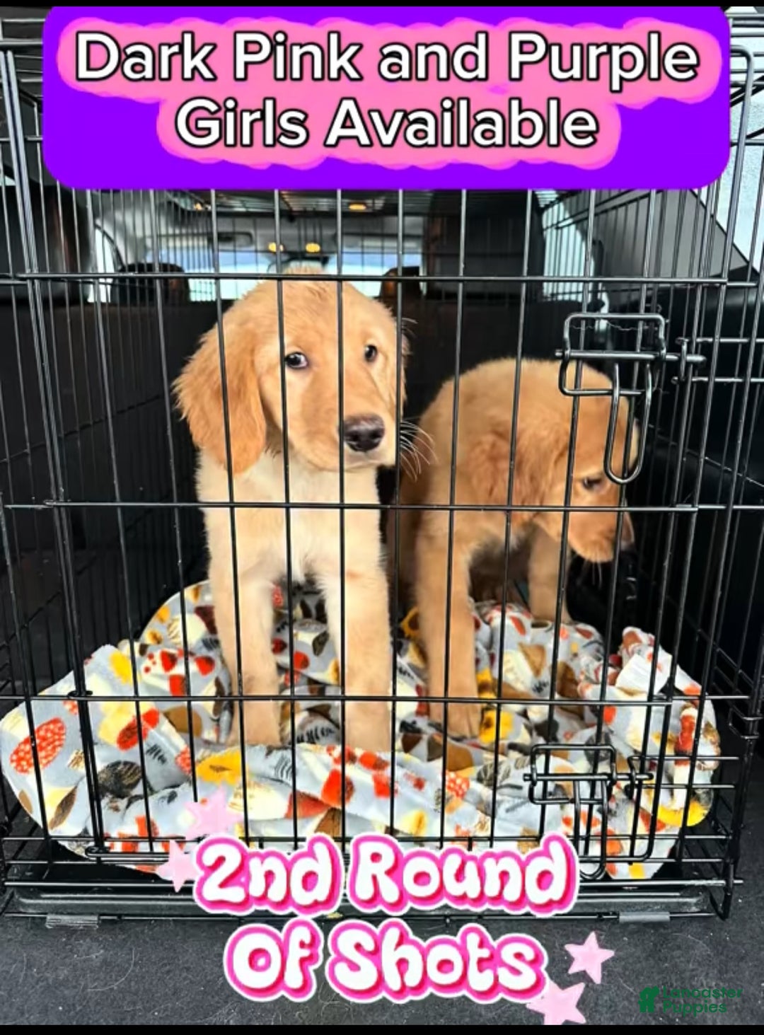 Golden Retriever dogs for sale: Golden Retriever Dark Pink Girl - Ad 57