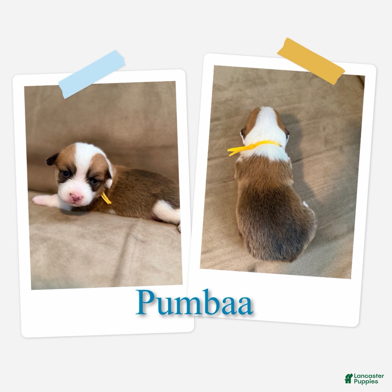 Pumbaa