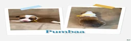 Welsh Corgi Pembroke dogs for sale: Pumbaa - Ad 1