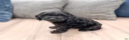 Cockapoo dogs for sale: Jasmine - Ad 3