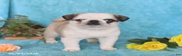 Pug dogs for sale: Brownie - Ad 1