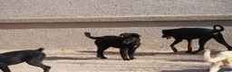 Mixed Breed dogs for sale: Toes M Black - Ad 2