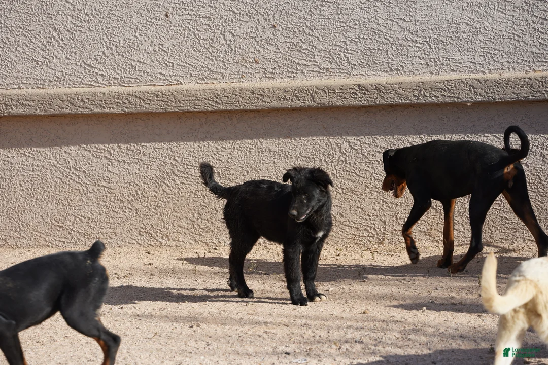 Mixed Breed dogs for sale: Toes M Black - Ad 2